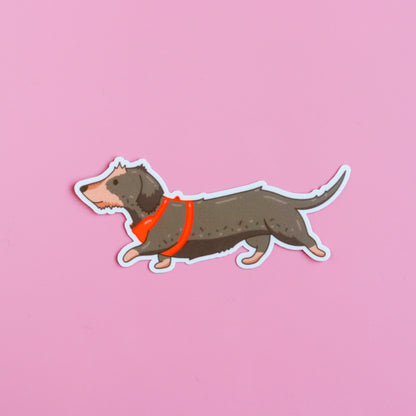 Otis (Wire Haired Dachshund) Sticker