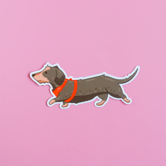 Otis (Wire Haired Dachshund) Sticker